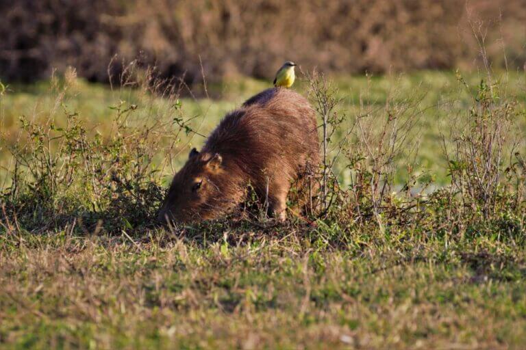 Small mammal in grass with yellow bird on its back.